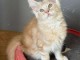 Chaton maine roux disponible &agrave; vendre 