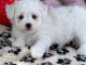 Adorable chiots Bichon Frise a donner 