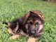 Berger allemand disponible m&acirc;le 