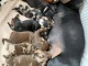 Annonces chiots teckels kaninchen disponible 