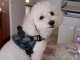 Chimie Bichon Frise femelle 