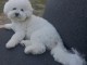 Dons chiots spitz nain disponible 