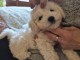 Chiots Bichon Frise M&acirc;le et Femelle 