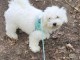 Chiots spitz nain disponible int&eacute;ress&eacute; veuillez me contacter 
