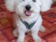 Magnifique chiots Bichon fris&eacute; pour adoption 