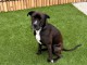 Magnifique chiots Staffordshire Bull Terrier pour adoption 