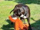 Annonces chiots Staffordshire disponible 