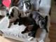 Chiots bouledogue fran&ccedil;ais m&acirc;le et femelle 