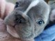 Adoption chiots bouledogue fran&ccedil;ais 