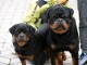 Adoption chiots rottweiler m&acirc;le 