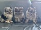 Adoption chiots spitz nain disponible 