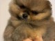 Chiots spitz nain adorable femelle 