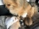 Annonces chiots spitz nain disponible 