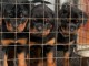 Adoption chiots rottweiler 