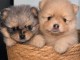 Magnifique chiots Spitz nain disponible 