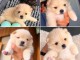 Adorable chiots spitz nain disponible 