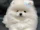 Magnifique chiots Spitz nain femelle 