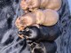 Chiots teckels disponible pour adoption 