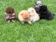 Annonces chiots spitz nain Pom&eacute;ranien 