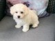 Chiots Bichon Frise disponible 