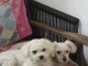 Annonces chiots Bichon fris&eacute; pour adoption 