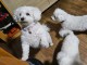 Chiots spitz nain disponible 