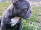 Chiots bouledogue fran&ccedil;ais m&acirc;le a vendre 