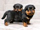 Chiot rottweiler M&acirc;le et Femelle disponible 
