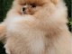 Chiots spitz nain disponible 