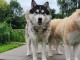 Chiots Husky Sib&eacute;rien &agrave; adopter 