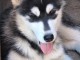 &Agrave; adopter chiots Husky Sib&eacute;rien Femelle 