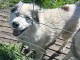 Chiot Husky sib&eacute;rien m&acirc;le a donner 