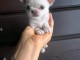 Magnifique chiots chihuahua femelle 