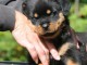 Magnifique chiots rottweiler femelle 