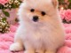 Magnifique chiots Spitz nain Pom&eacute;ranien 