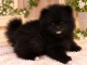 Adorable chiots spitz nain disponible 