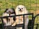 Magnifique chiots Spitz nain Pom&eacute;ranien 