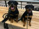 Magnifique chiots rottweiler m&acirc;le et femelle 