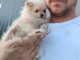 Magnifique chiots Spitz nain Pom&eacute;ranien 