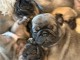 Magnifique chiots bouledogue fran&ccedil;ais m&acirc;le et femelle 