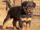 Chiot rottweiler m&acirc;le disponible 