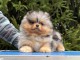 Chiots spitz nain disponible &agrave; adopter 