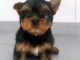 Chiots yorkshire terrier &agrave; votre disposition 