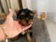 Adorable chiots York m&acirc;le a donner 