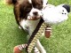 Magnifique chiots chihuahua femelle a donner 