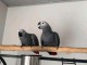 Couple perroquet gris du Gabon disponible 