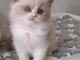 Ragdoll femelle a donner urgent 