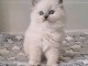 Dons b&eacute;b&eacute; chaton ragdoll disponible 