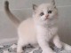 Magnifique chaton ragdoll femelle 