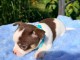 Je donne chiots chihuahua disponible 